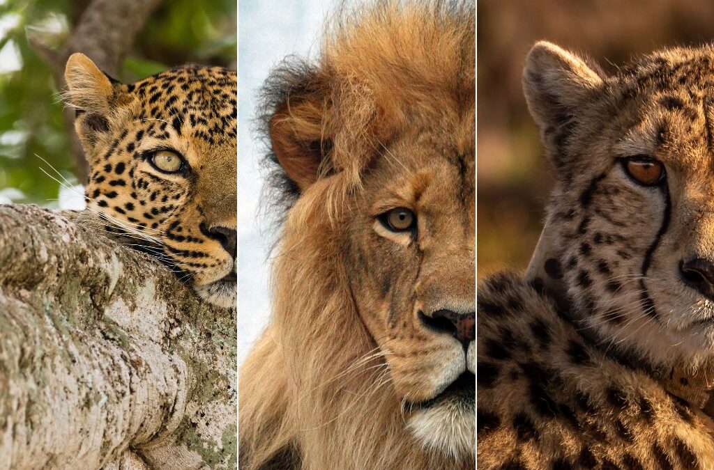 African big cat safaris