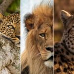 African big cat safaris