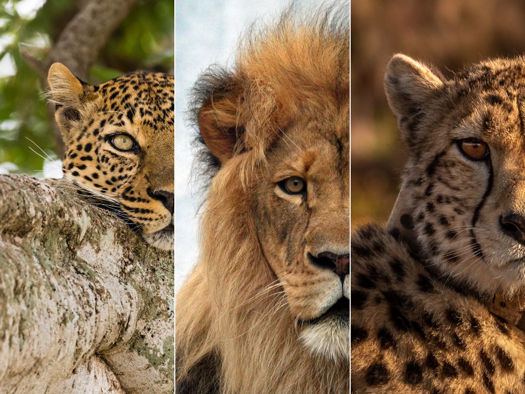 African big cat safaris