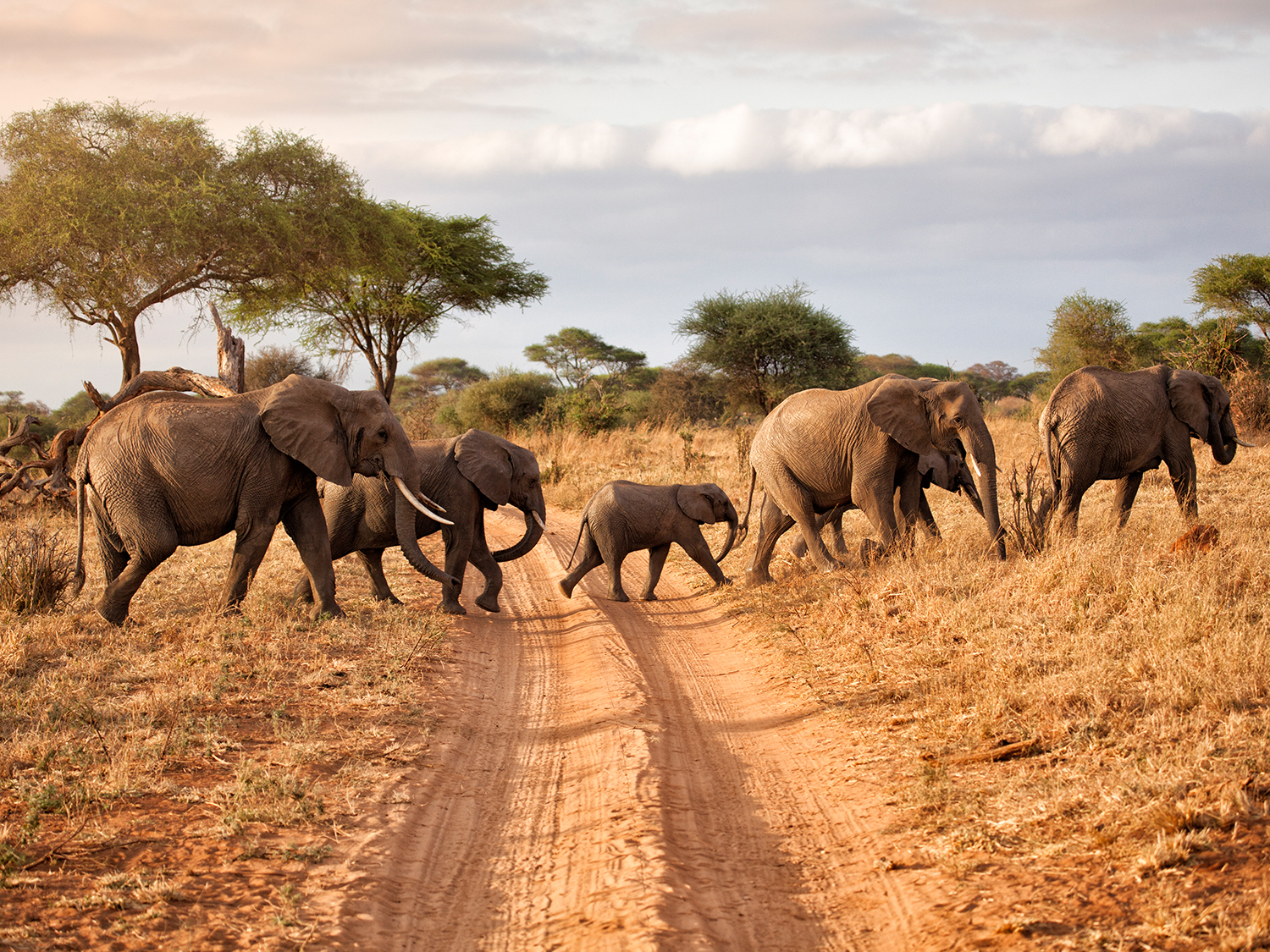 Herd-of-Elephants-Africa-Overland-Safaris–Africa-Lodge-Safaris–Africa-Tours–On-The-Go-Tours-256241422631671