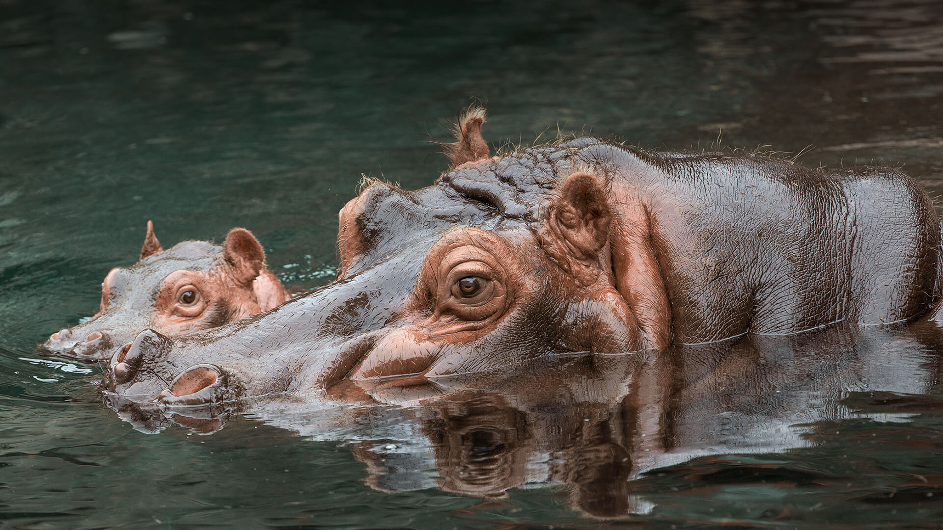 animals_hero_hippo