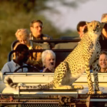 African photo safaris