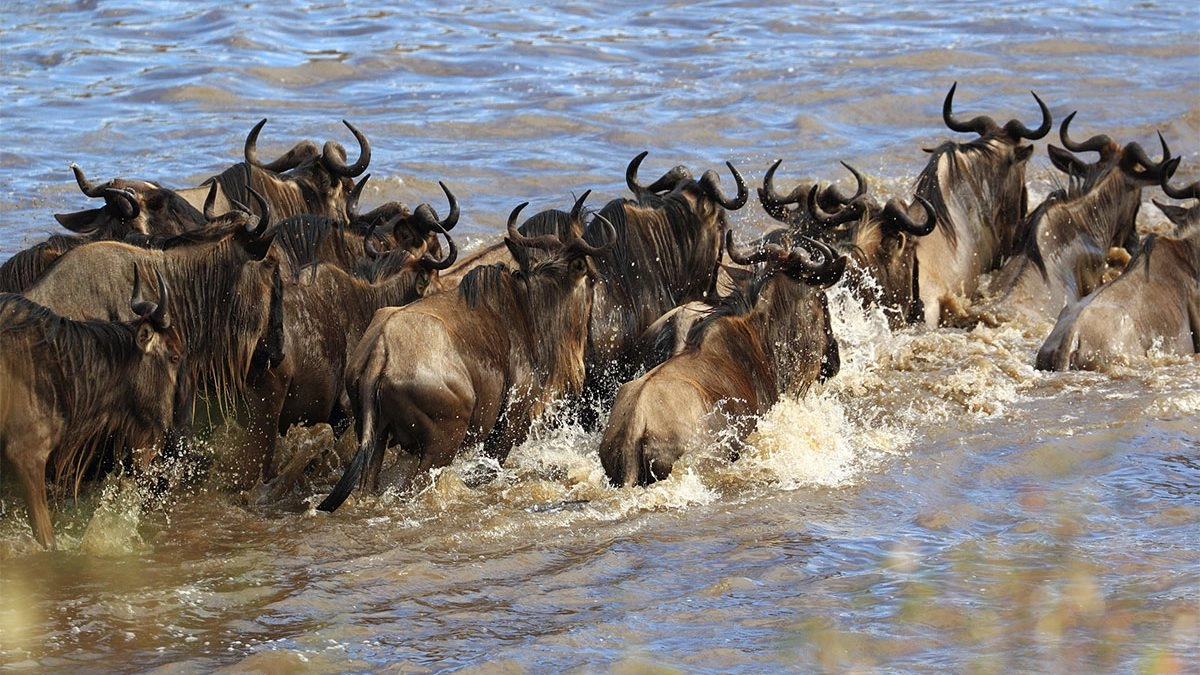 When-is-the-best-time-to-visit-Kenya-for-safarri-1200×675