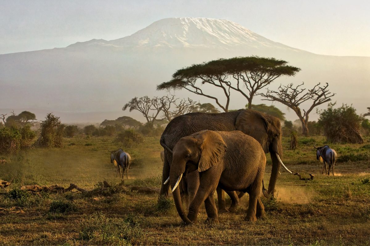 3-days-amboseli-national-park-safari-for-adventurous-game-viewing-elephants-in-kenya-1200×800