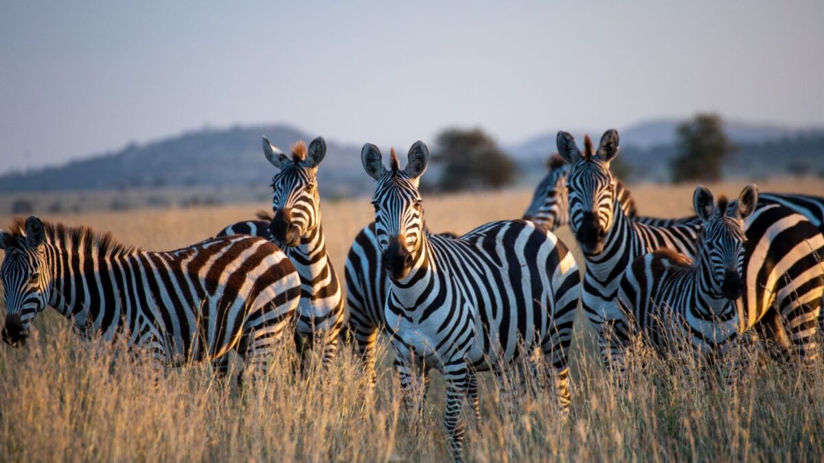 Tanzania vs Rwanda safari