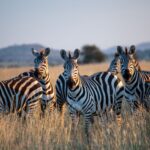 Tanzania vs Rwanda safari