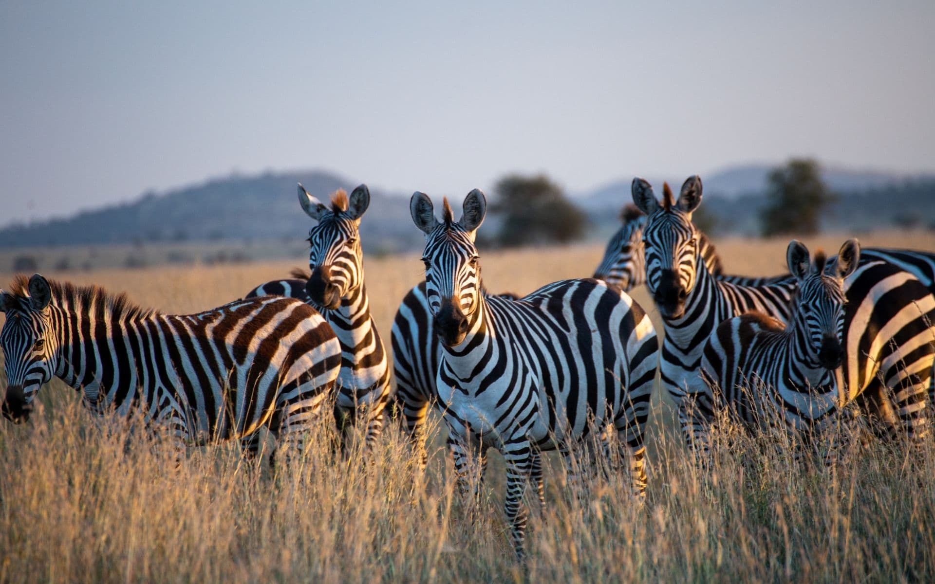 Tanzania vs Rwanda safari