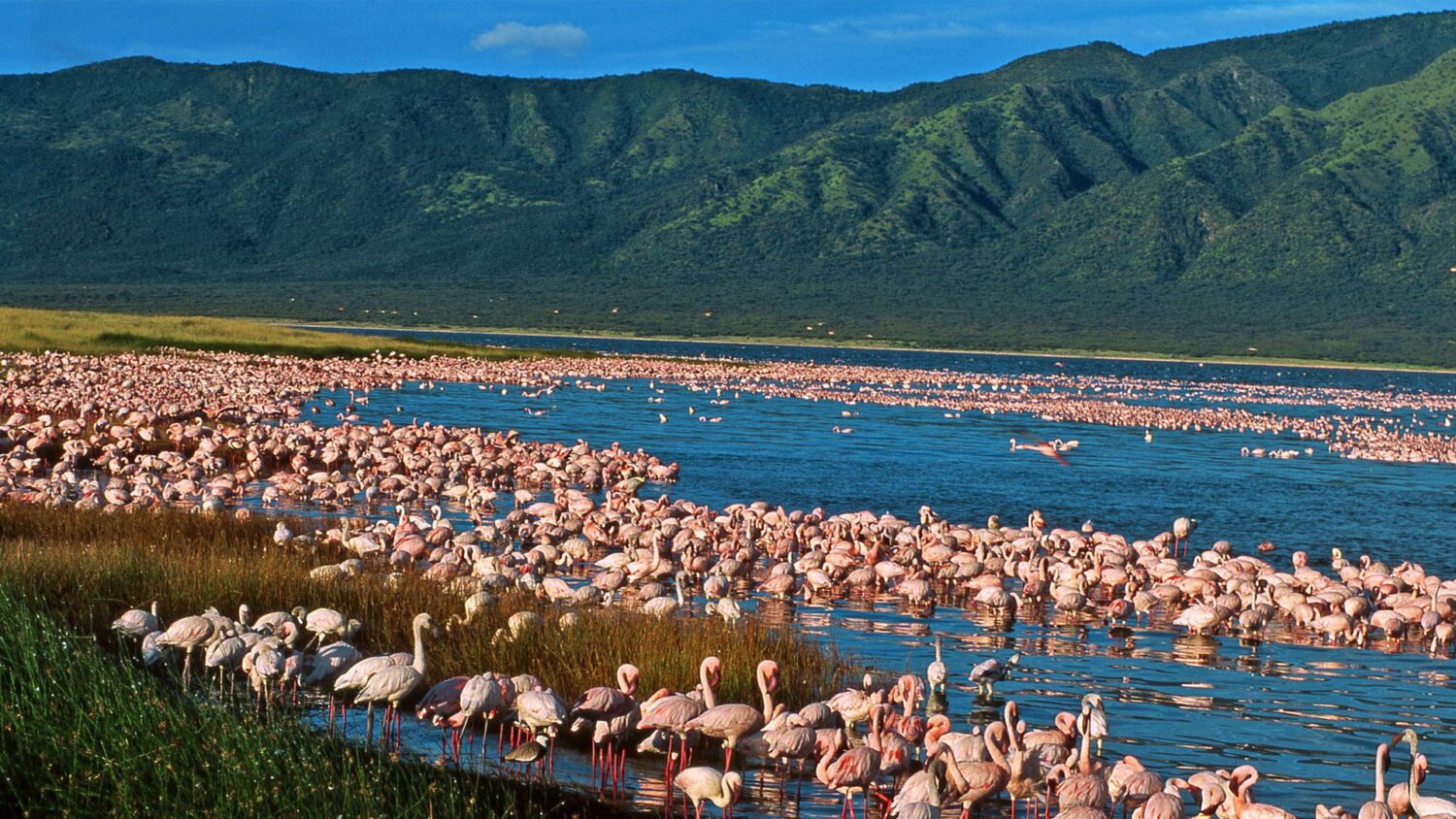 flamingos-lakes-great-rift-valley