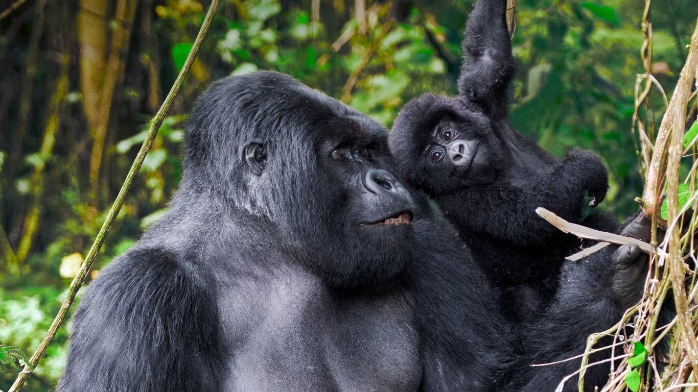 3-Days-Volcanoes-Gorilla-Trekking-Safari