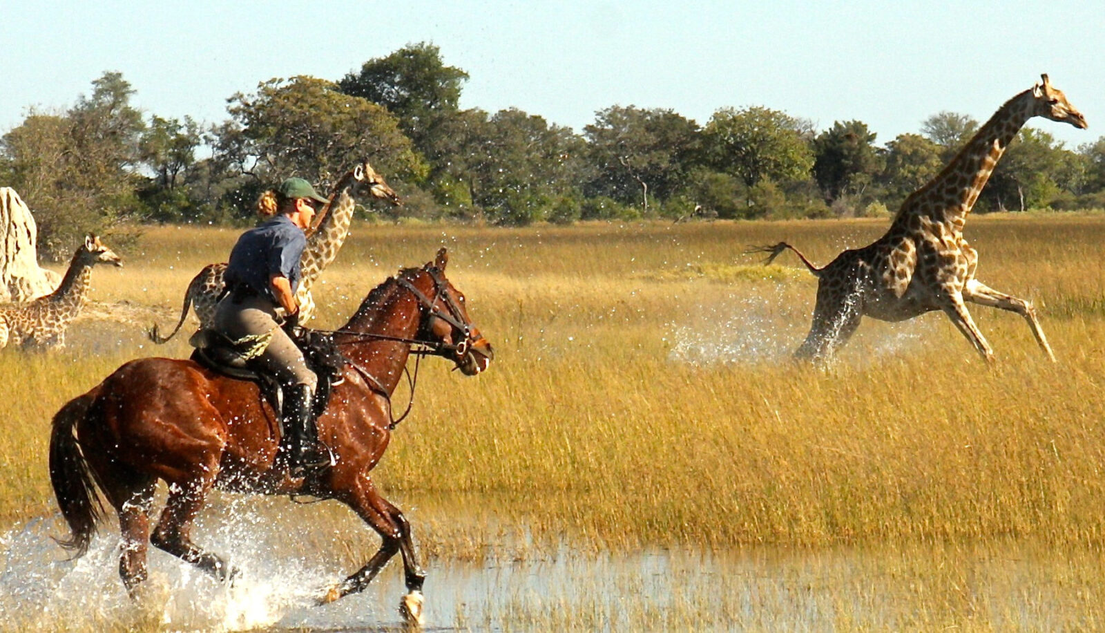 AFRICAN-HORSE-SAFARIS-ACROSS-AFRICA-Okavango-Horseback-Safaris-1-giraffe-edited