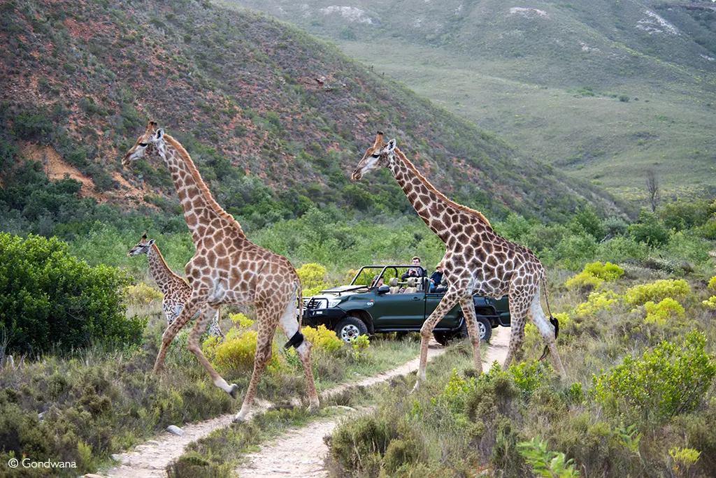 gondwana-cape-safaris-giraffe_with_vehicle_behind_21-copy