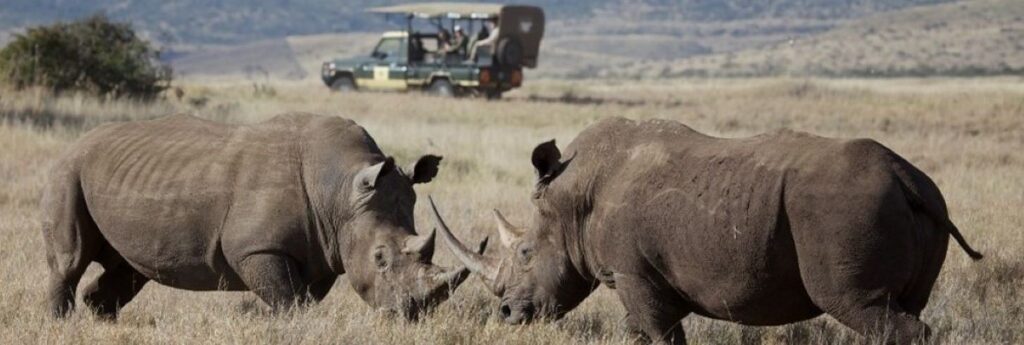 rhinos-African-Travel72-1024×345