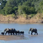 South Luangwa National Park