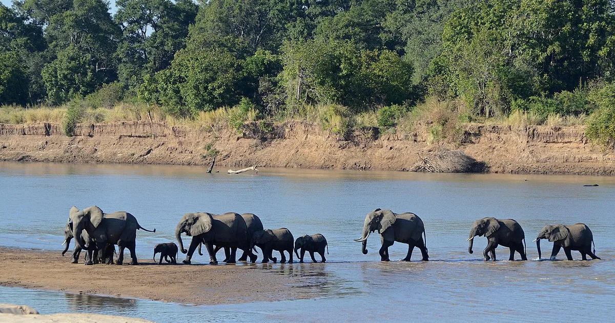 South Luangwa National Park