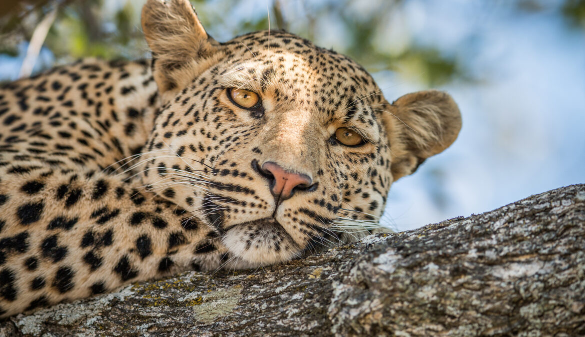 Leopard Safari Africa