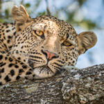 Leopard Safari Africa